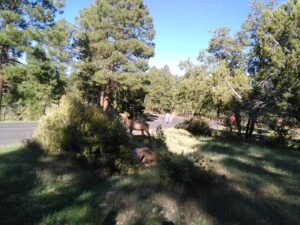 Camping au Grand Canyon